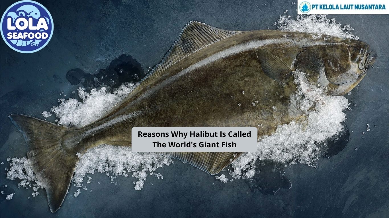 Reasons Why Halibut Is Called The World's Giant Fish